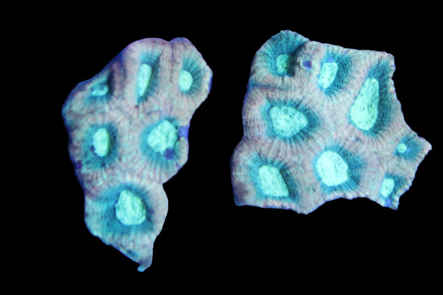 Atomic Mint Favia Coral