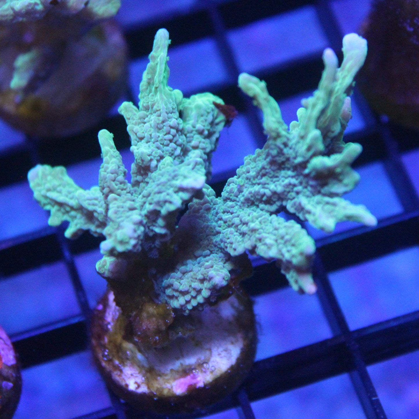 Green Montipora Digitata