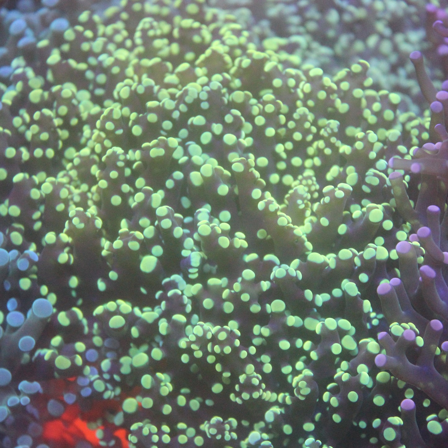 Yellow Frogspawn