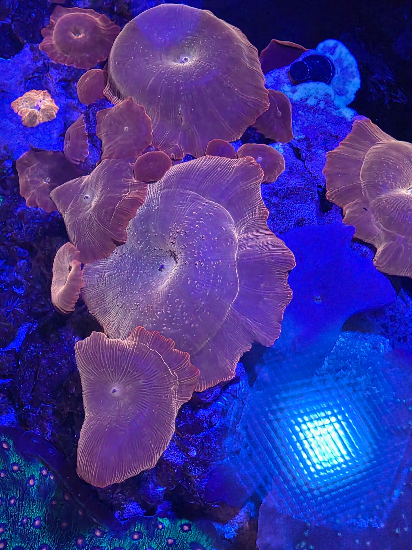 Flame / Neon Orange Mushroom