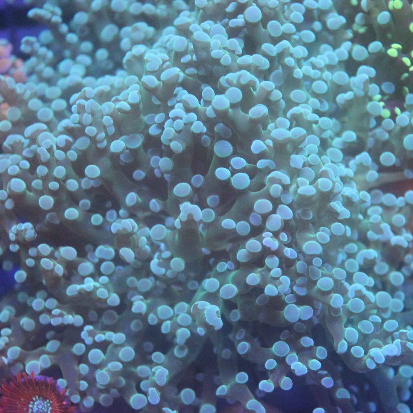 ULTRA Green/Teal Frogspawn