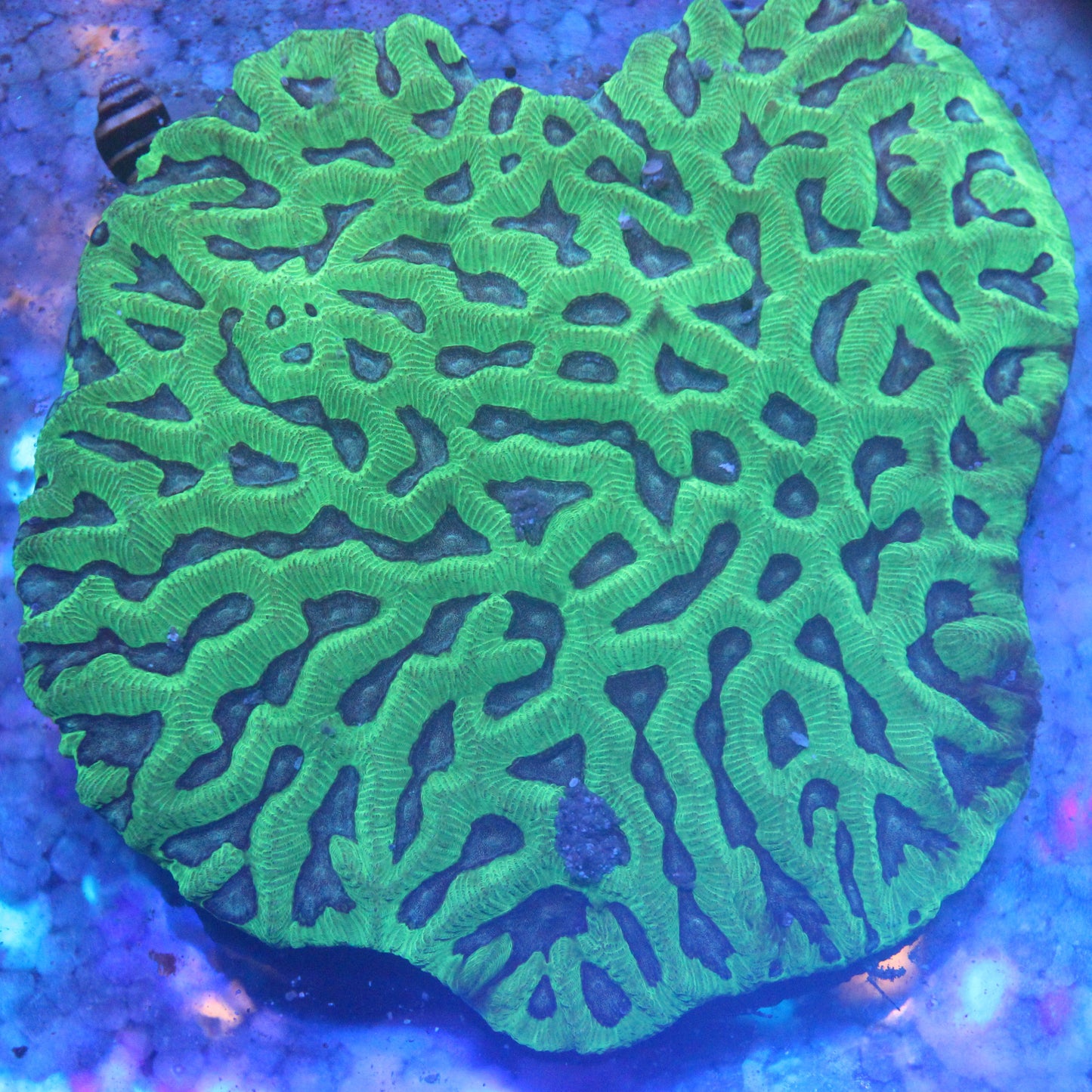 WYSIWYG - Ultra Aussie Maze Brain Coral