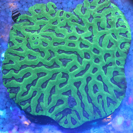 WYSIWYG - Ultra Aussie Maze Brain Coral