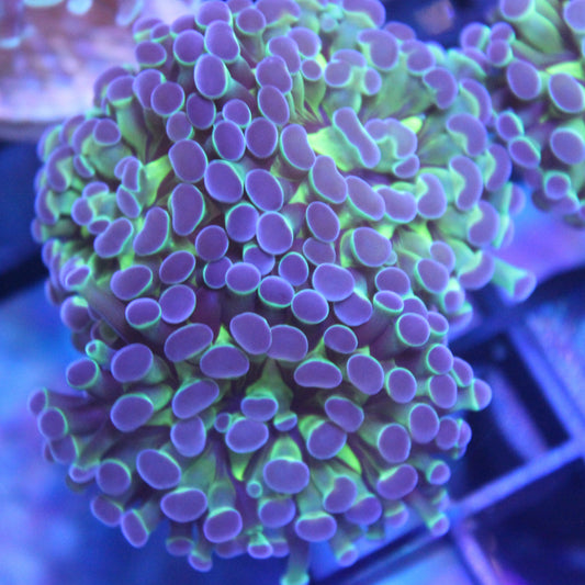Purple Tip Hammer