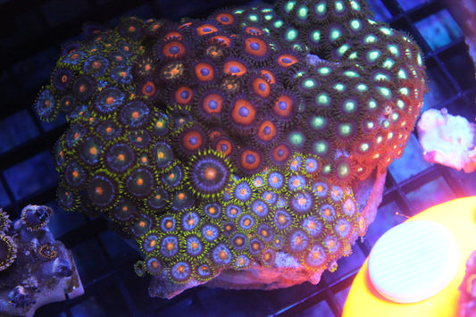 WYSIWYG Insta Zoa Garden #1