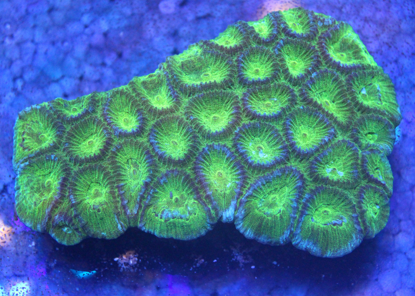 WYSIWYG - Favia Brain Neon Green