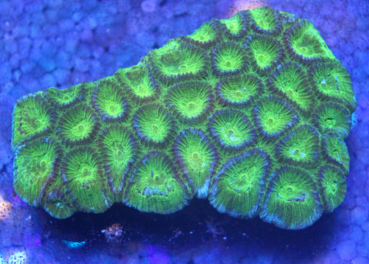 WYSIWYG - Favia Brain Neon Green