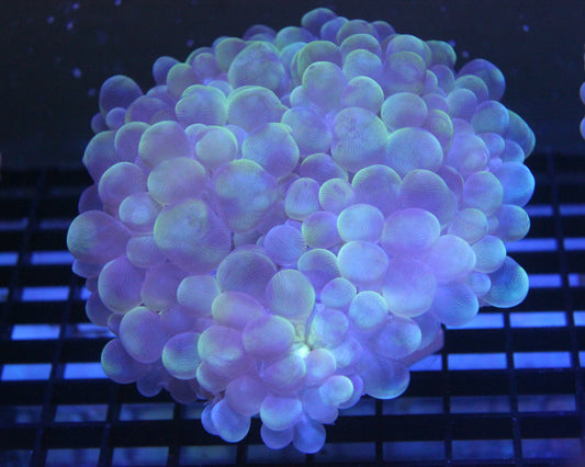 WYSIWYG Toxic Splatter Bubble Coral