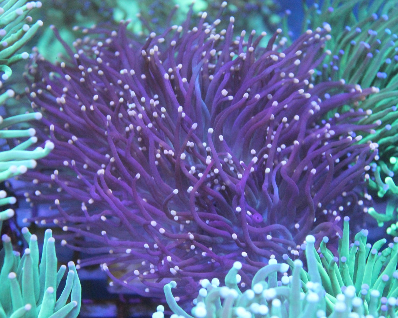 Purple Torch