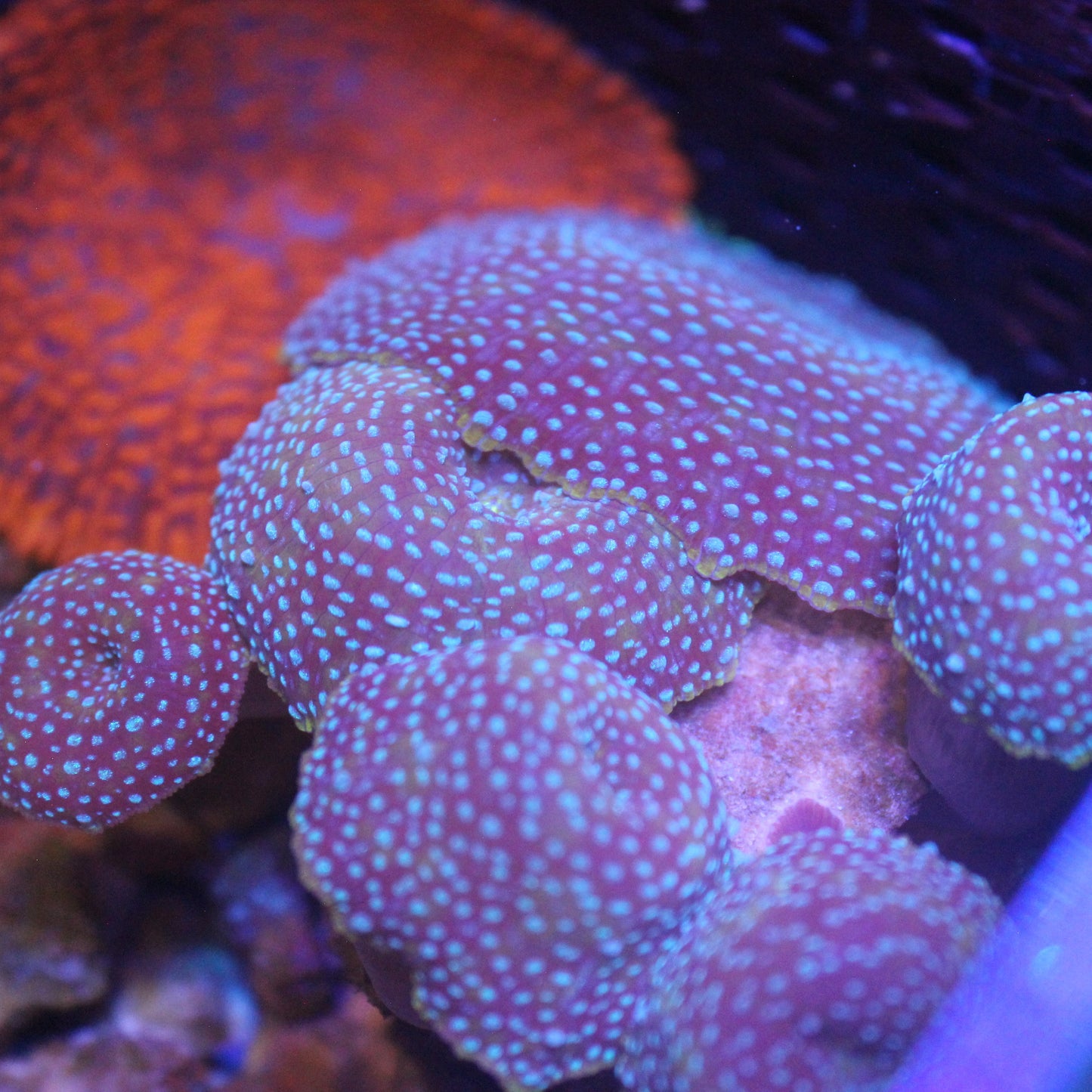 Leopard Discoma Mushroom