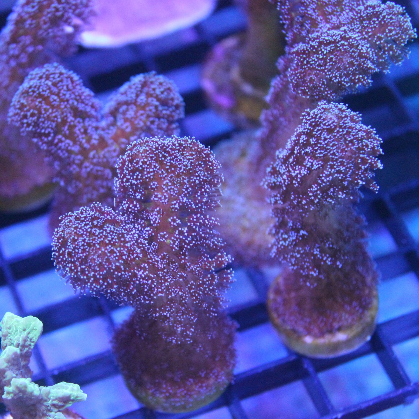 Purple Stylophora