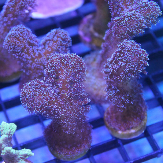 Purple Stylophora