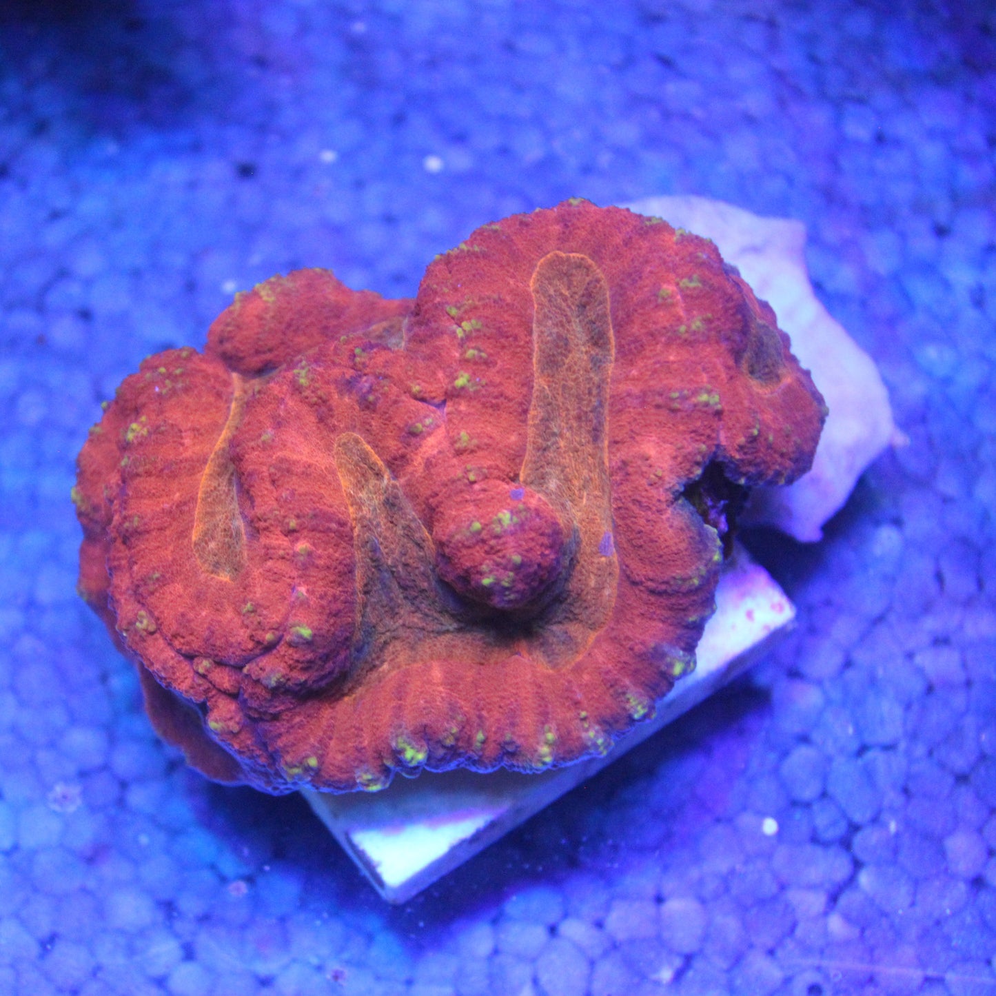 WYSIWYG Magma Crown Symphyllia