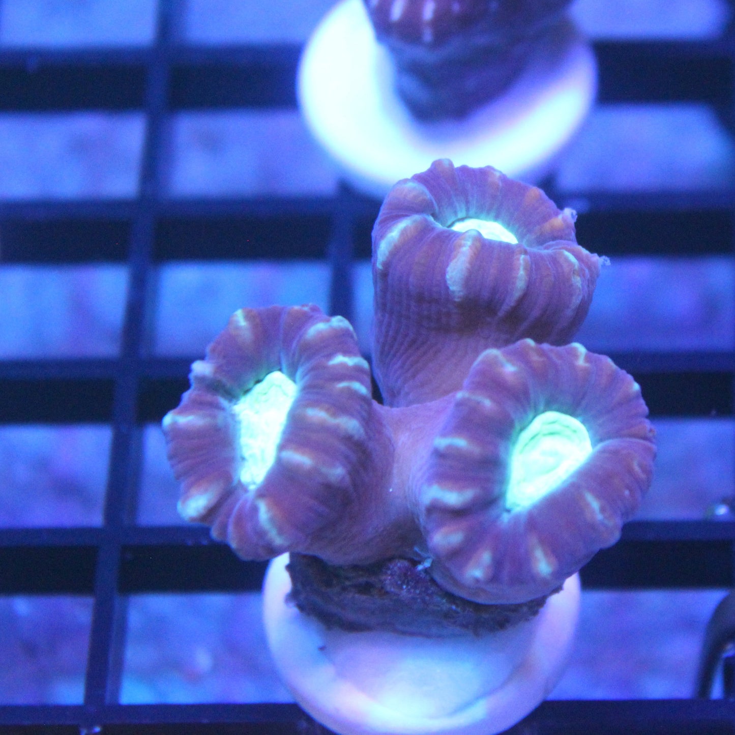 Purple Candy Cane