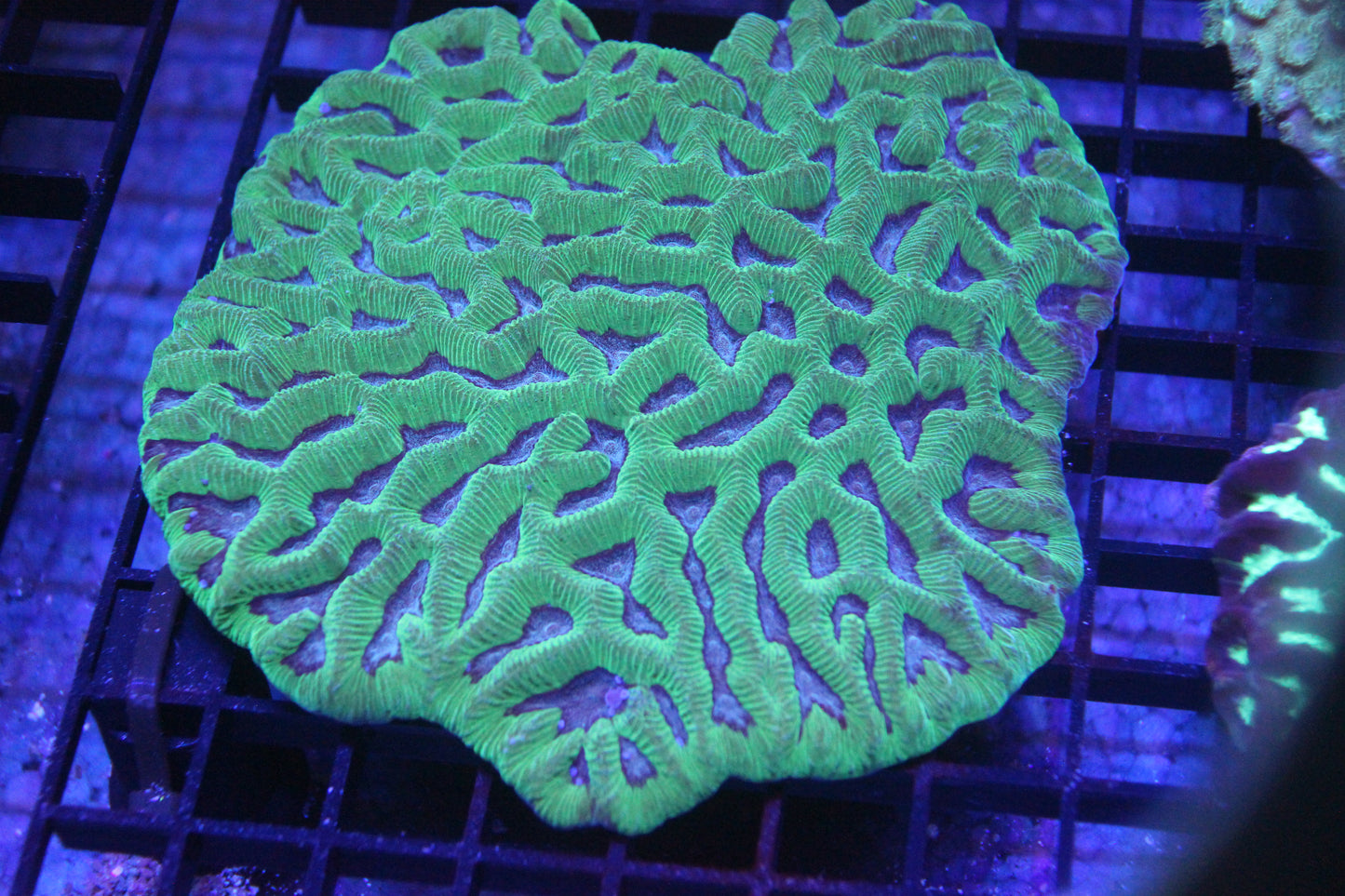 Aussie Platygya Maze Brain Colony (WYSIWYG)