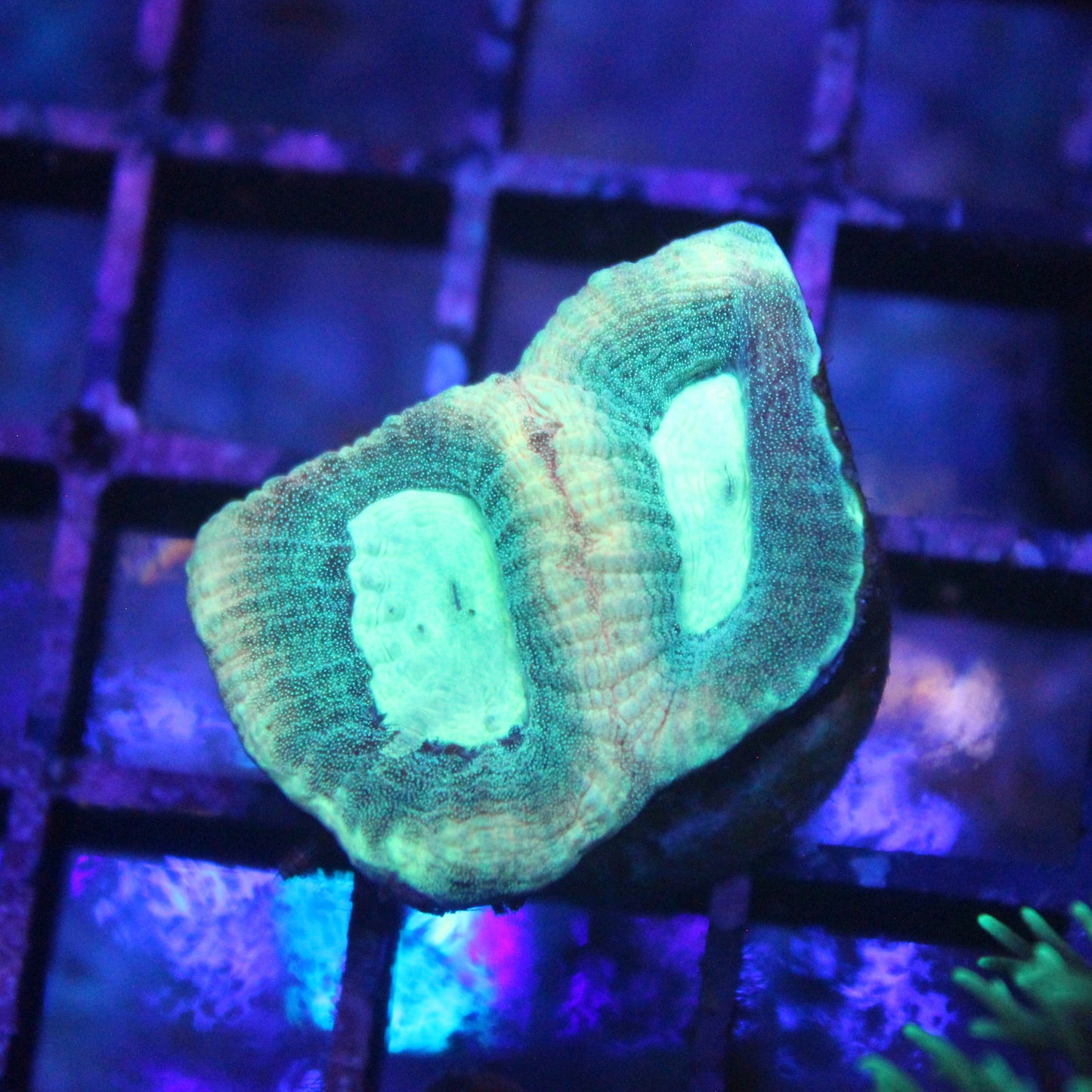Lime Wire Favia