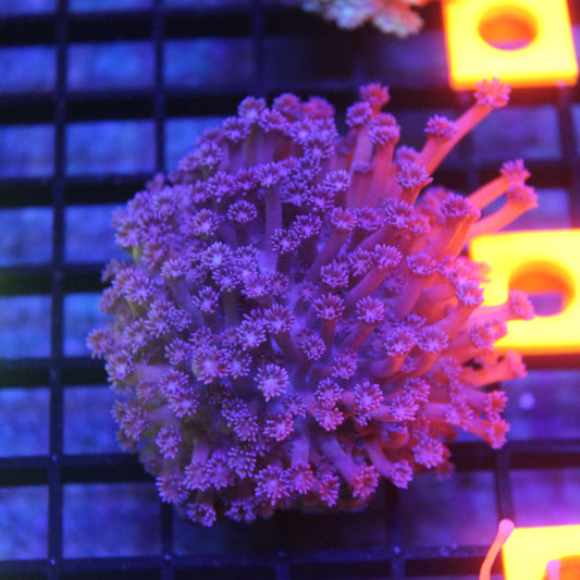 WYSIWYG Purple Goni