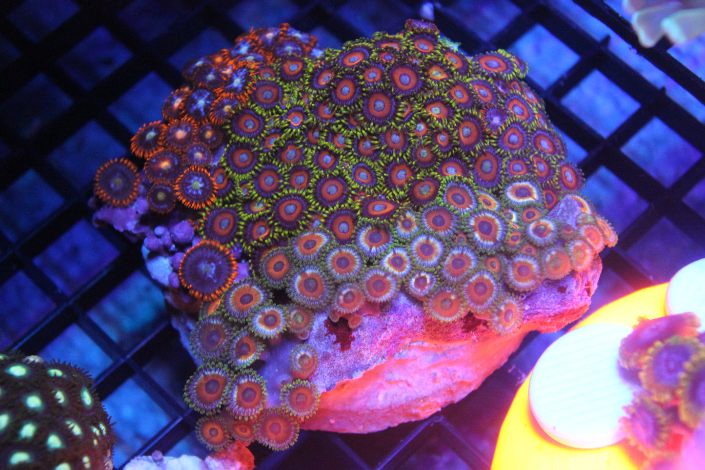 WYSIWYG Insta Zoa Garden #2