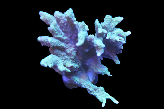 Green Montipora Digitata