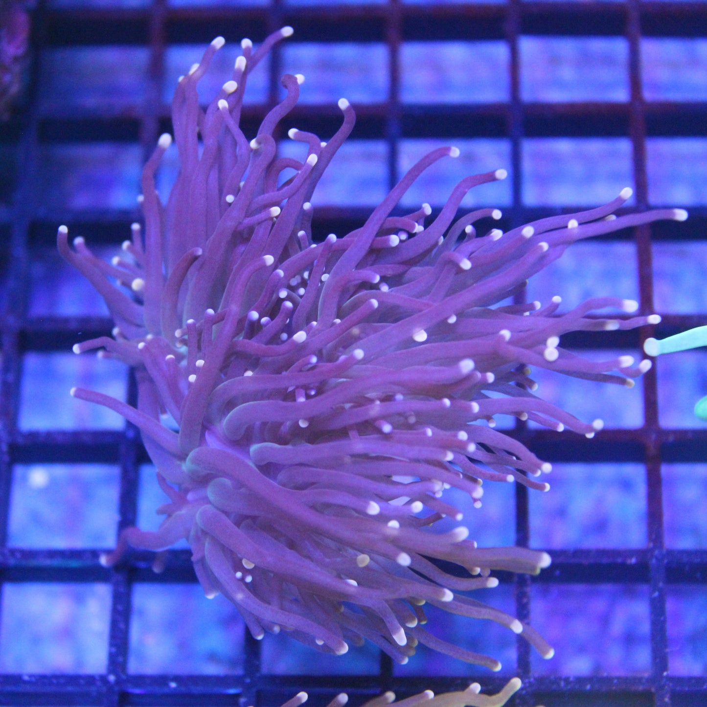 Purple Torch