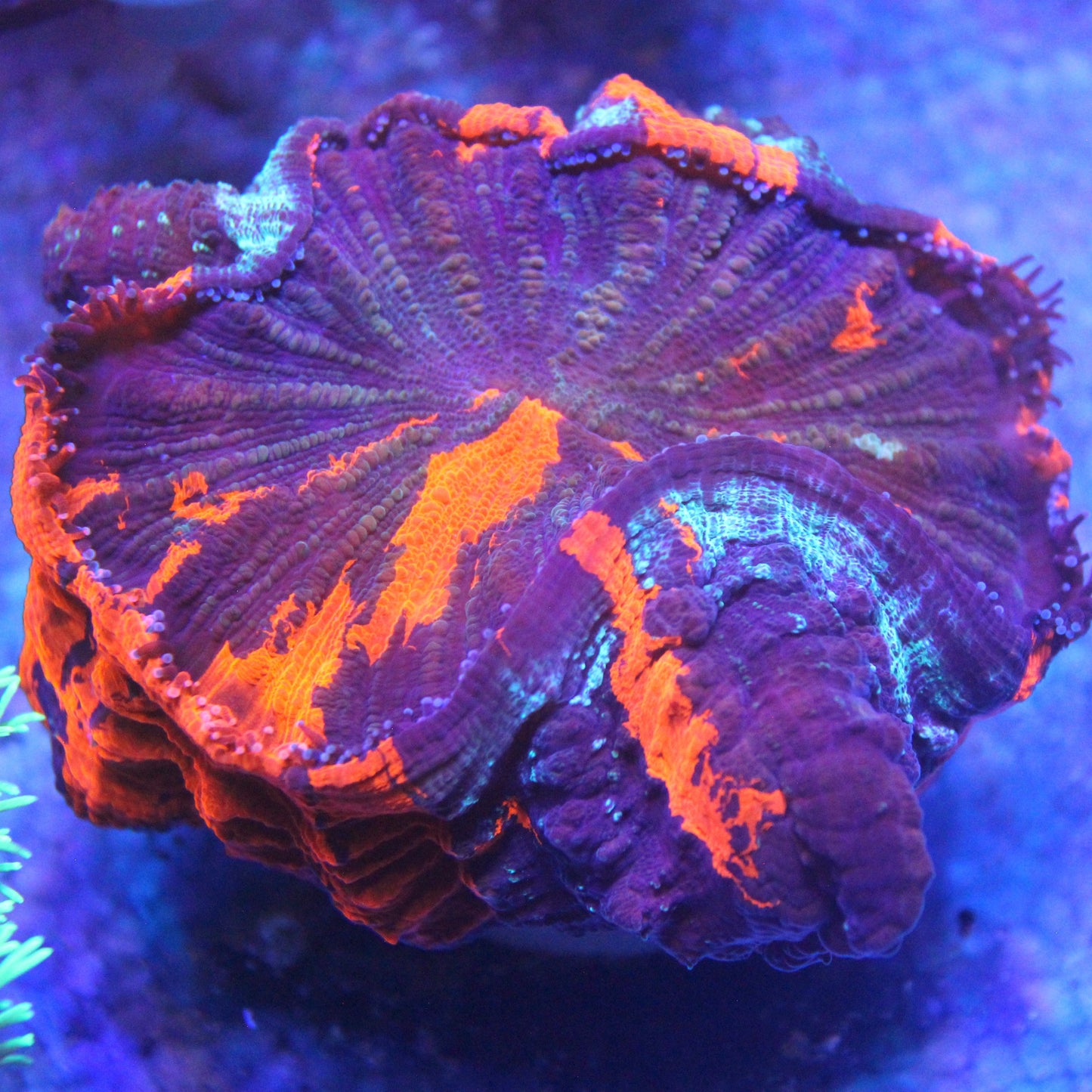 WYSIWYG - Rainbow Acanthophyllia
