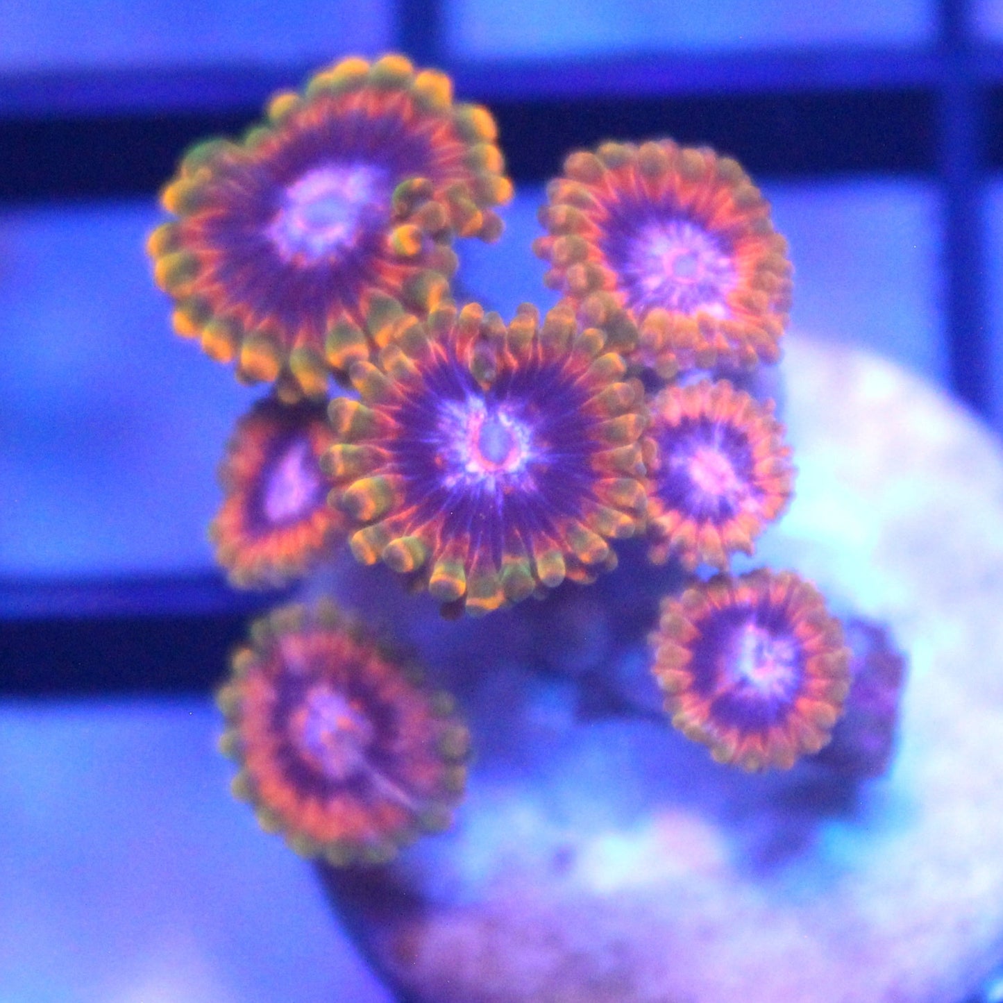 Jedi Mind Trick Zoa