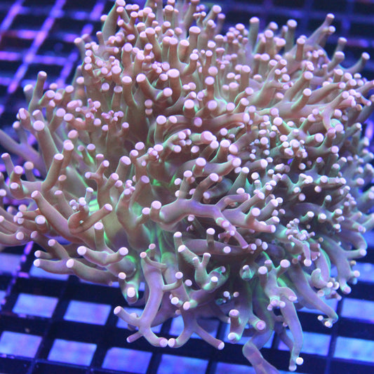 Joker Frogspawn