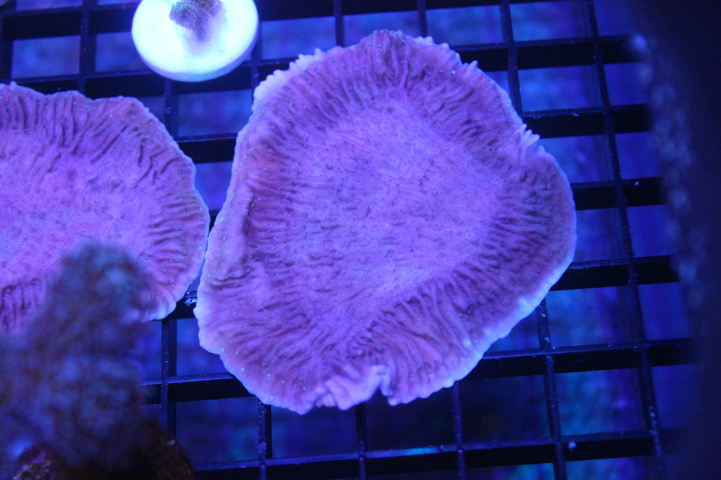 Purple/Grape Montipora Cap