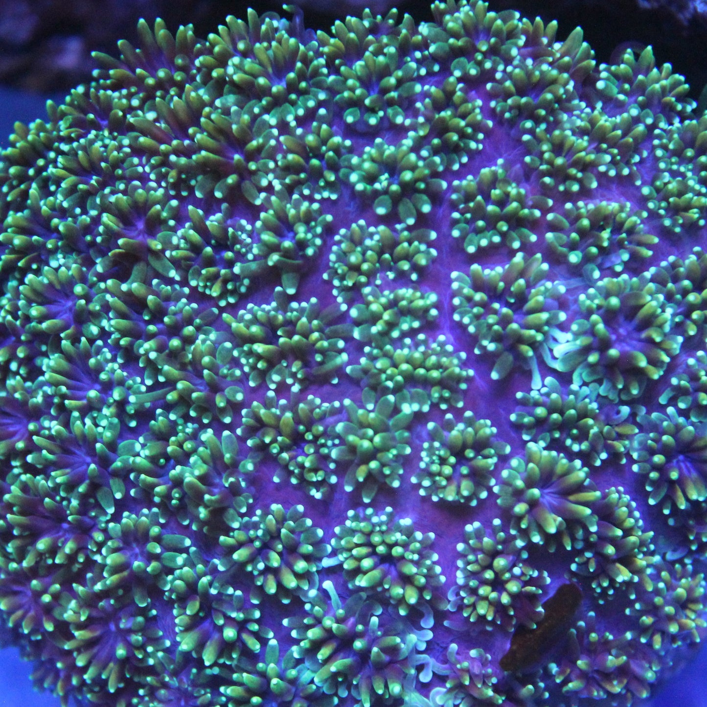 Green & Purple Galaxea