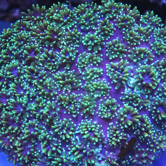 Green & Purple Galaxea