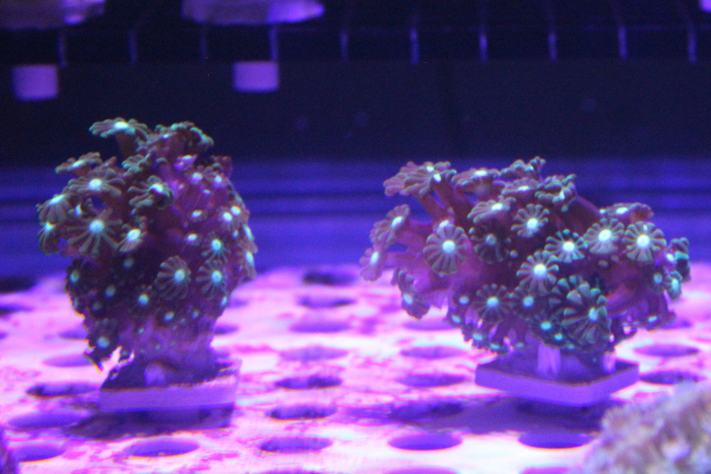 Branching Alveopora