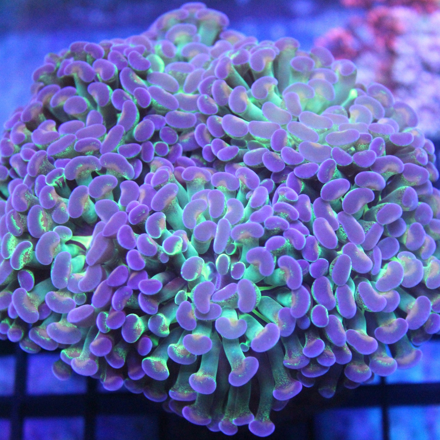Ultra Hologram Hammer