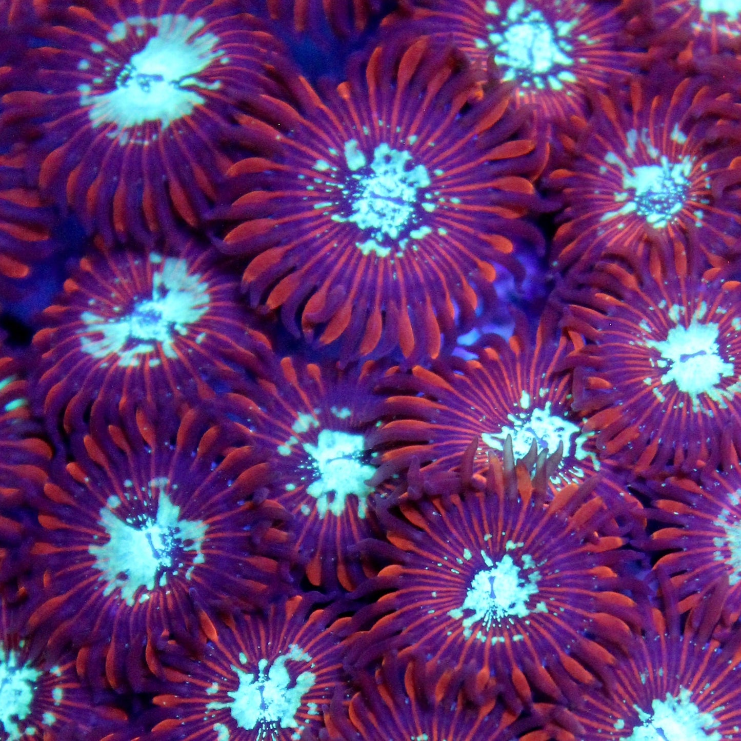 Magician Zoa