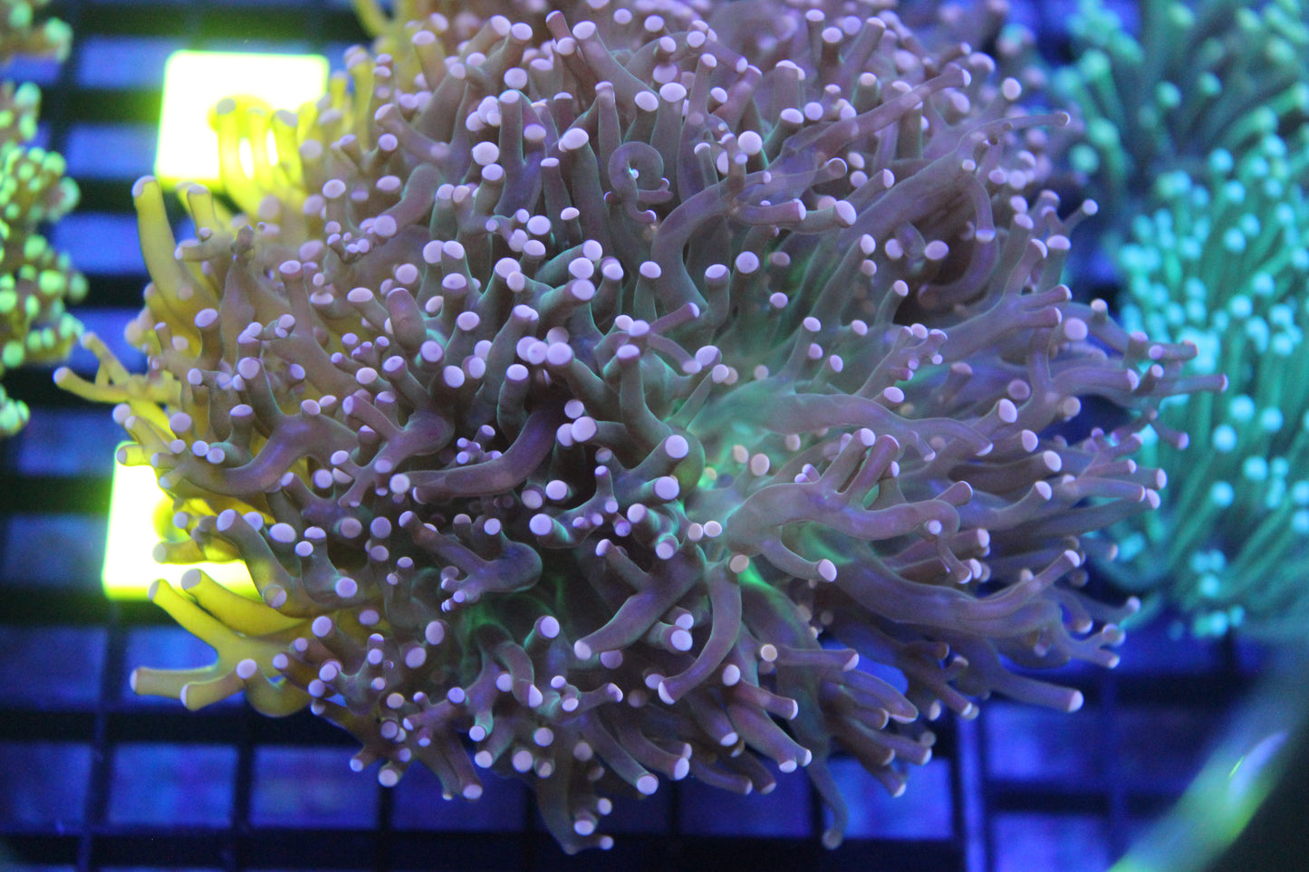 Pink Joker Frogspawn