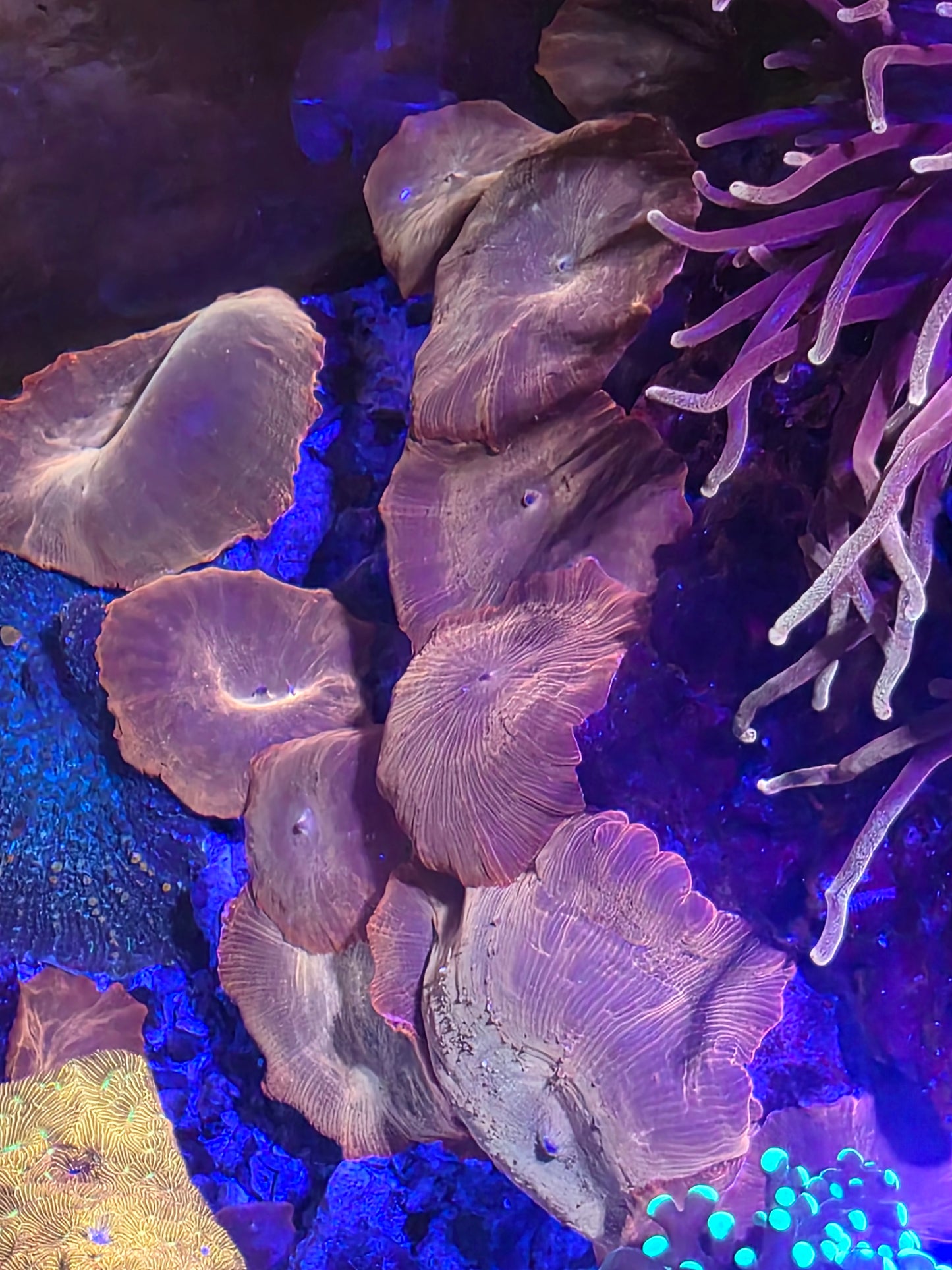 Flame / Neon Orange Mushroom