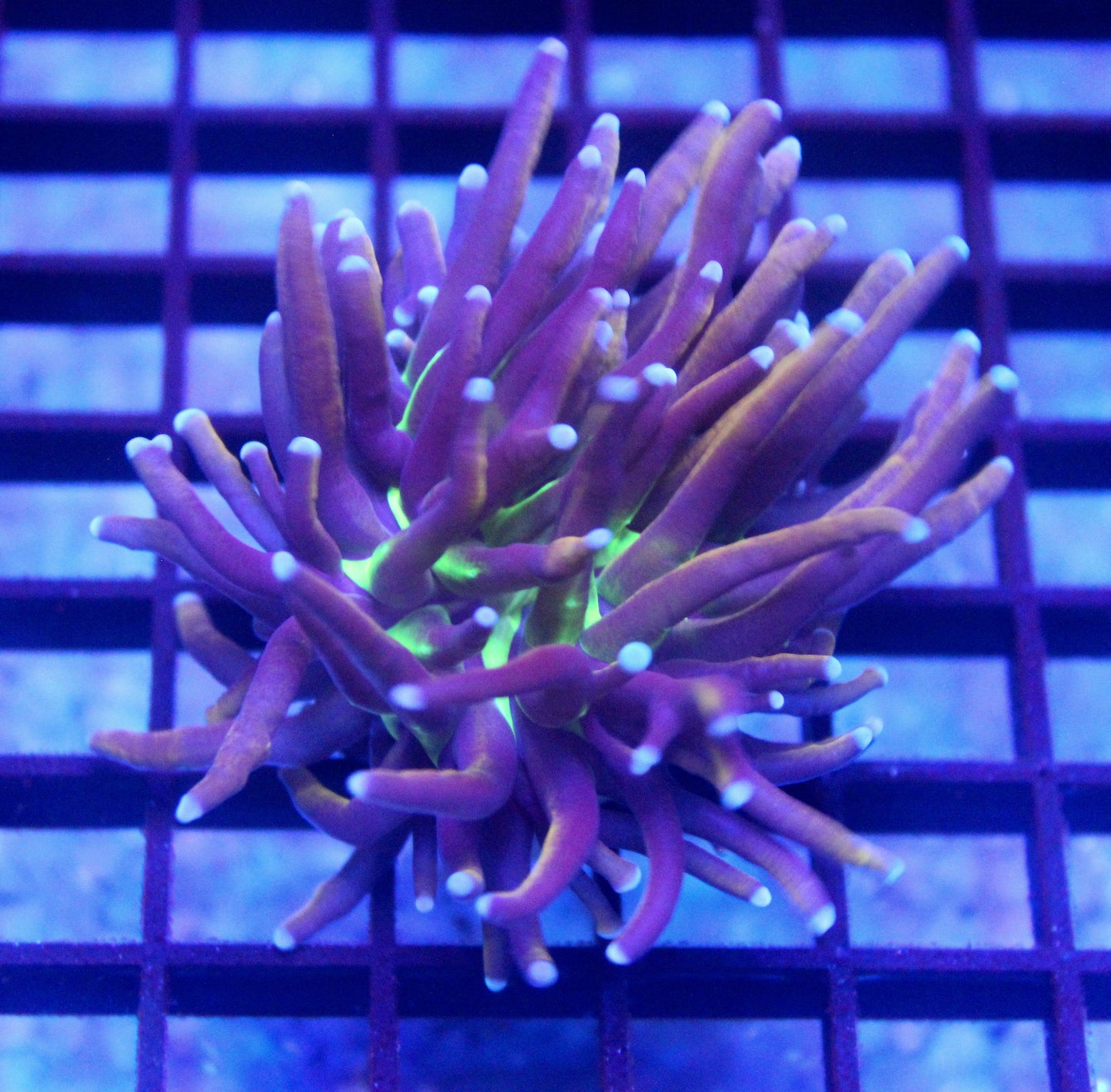 Ultra Tiger Knicks Torch