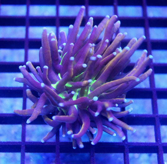 Ultra Tiger Knicks Torch