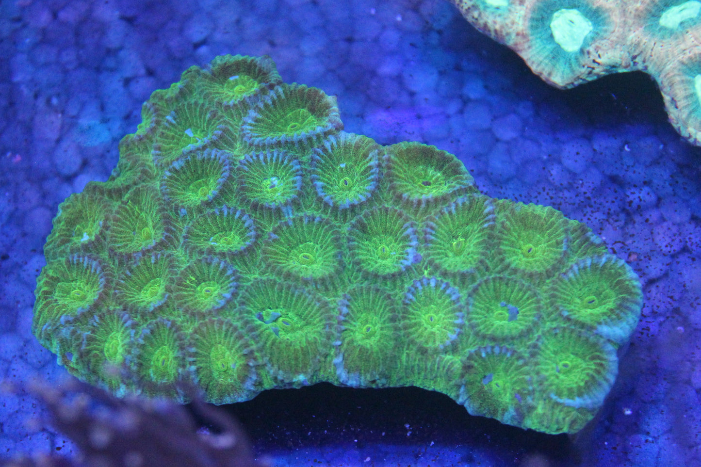 Lime Wire Favia