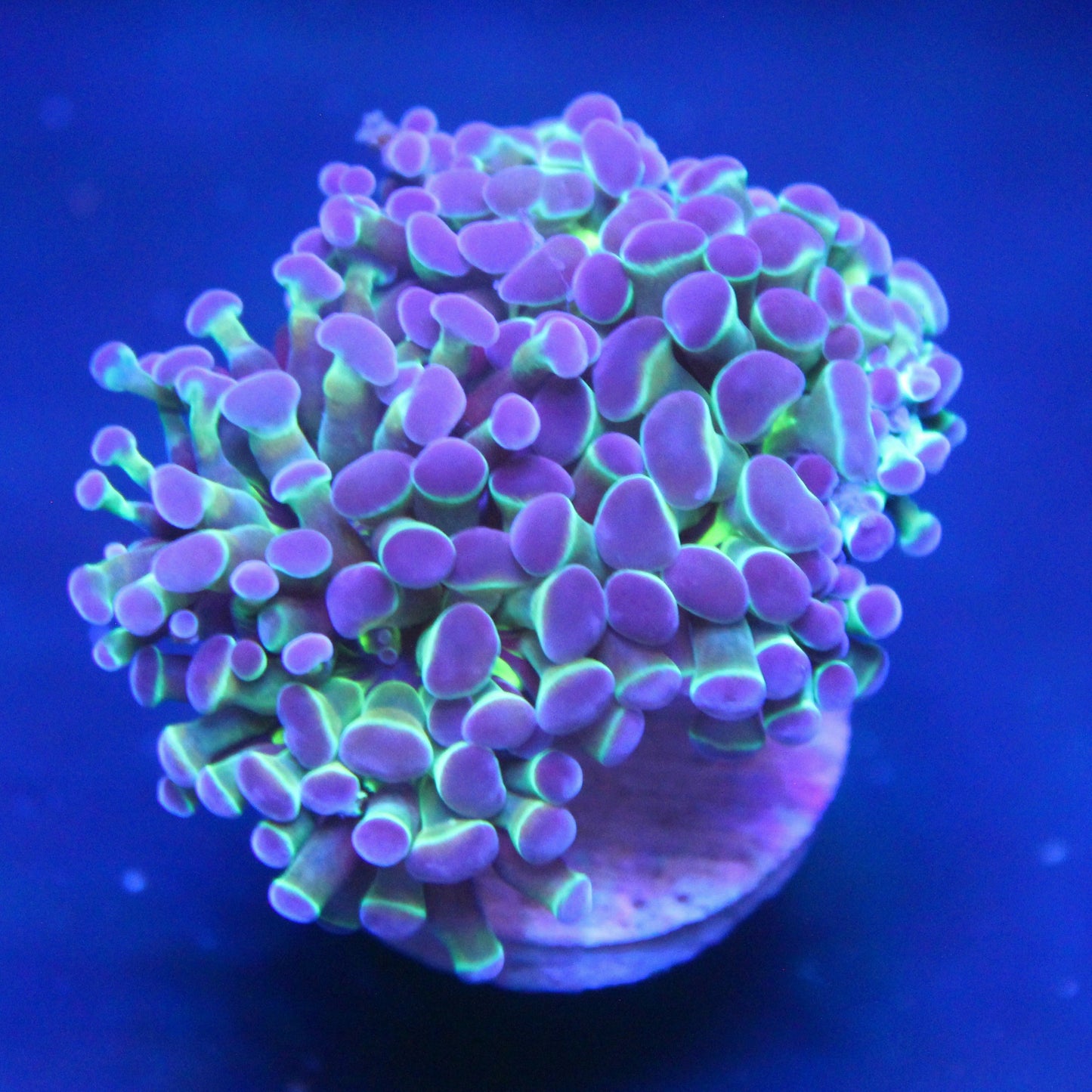Purple Tip Hammer