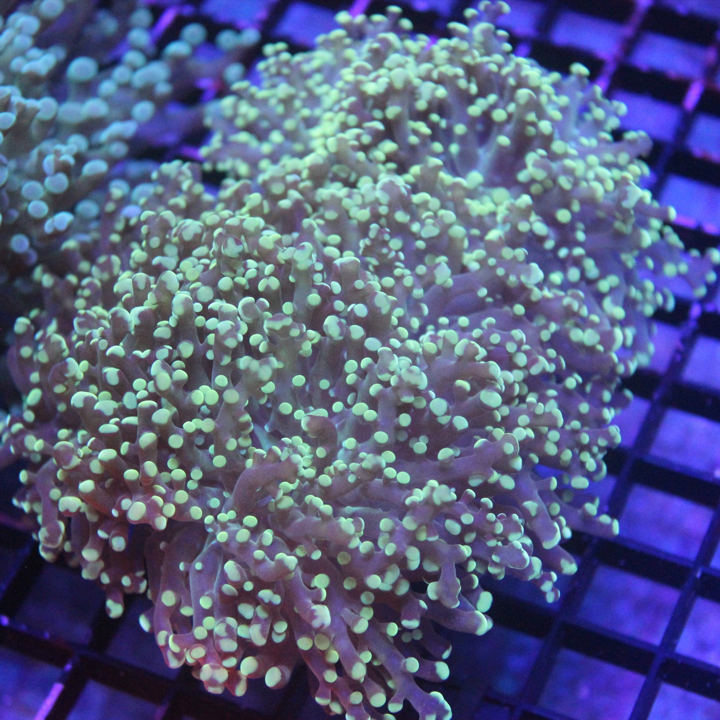 Yellow Frogspawn