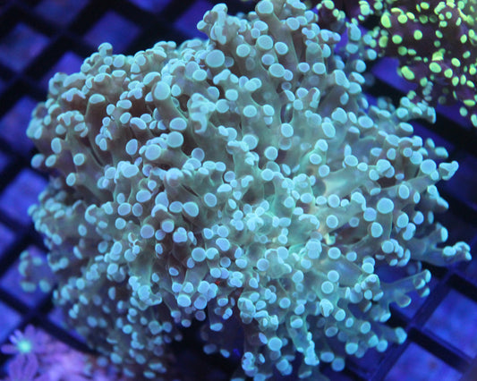 Teal Frogspawn (Splitting 3 Head)