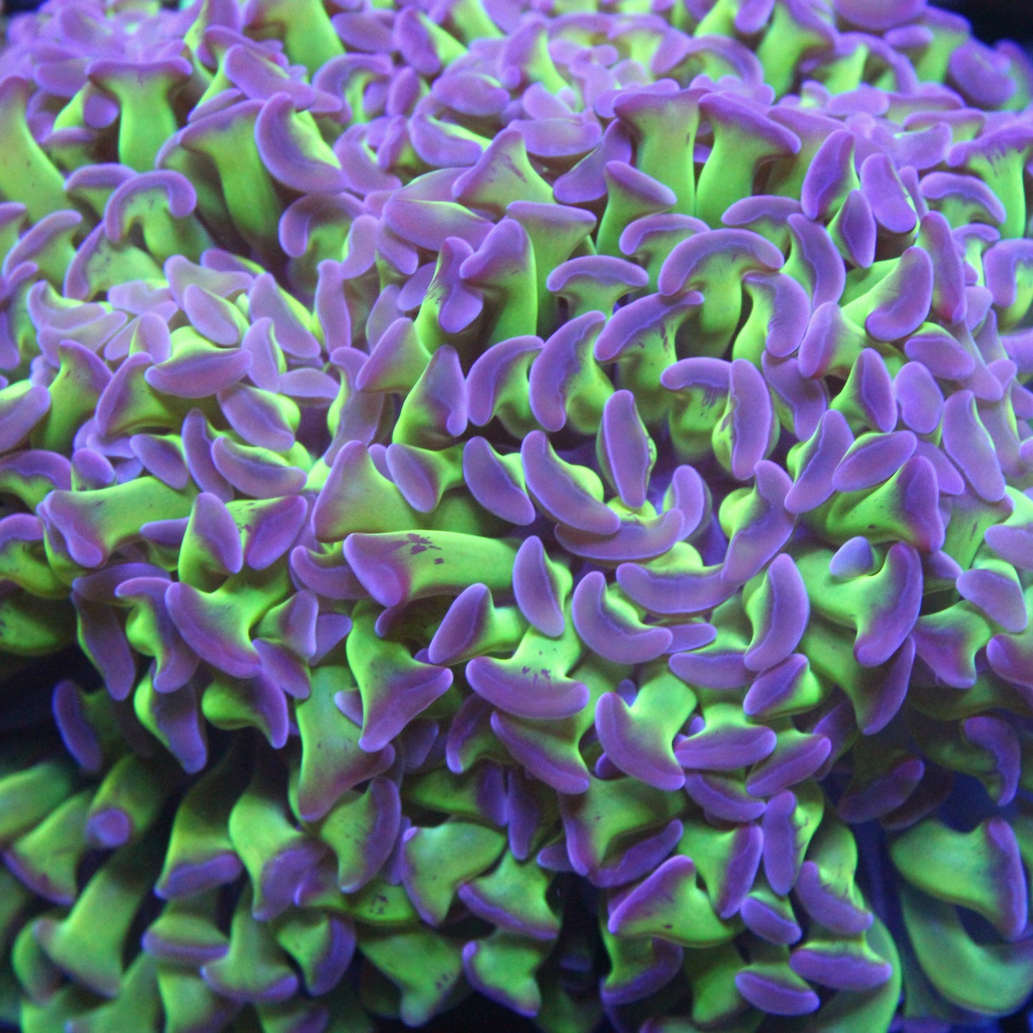 Toxic Stem Hammer