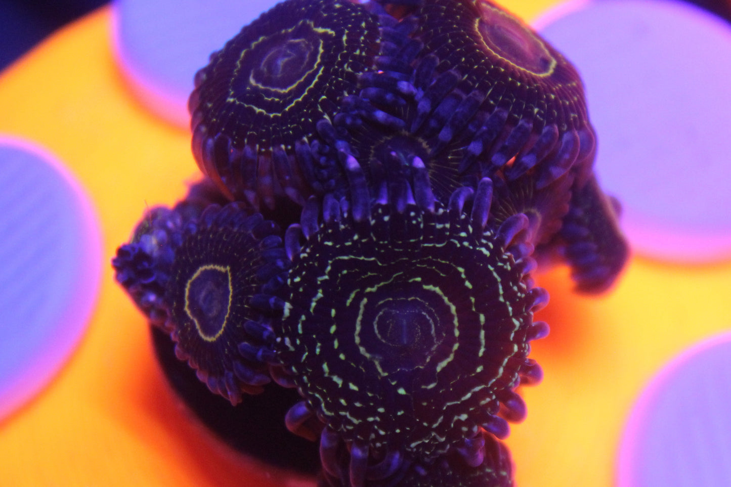 Stratosphere Zoa