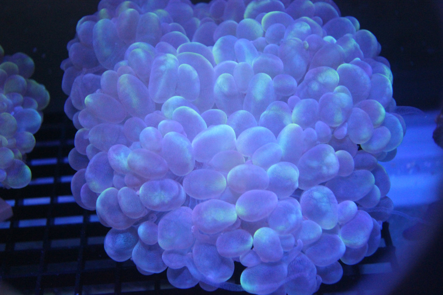 WYSIWYG Cat Eye Bubble Coral XL