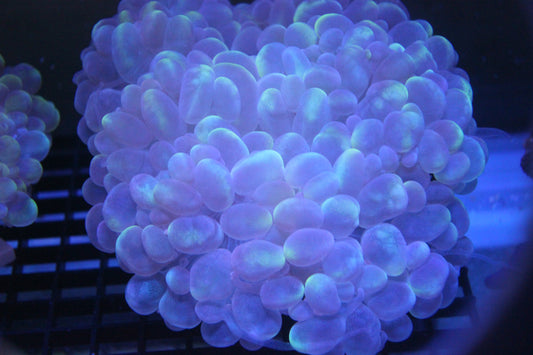 WYSIWYG Cat Eye Bubble Coral XL
