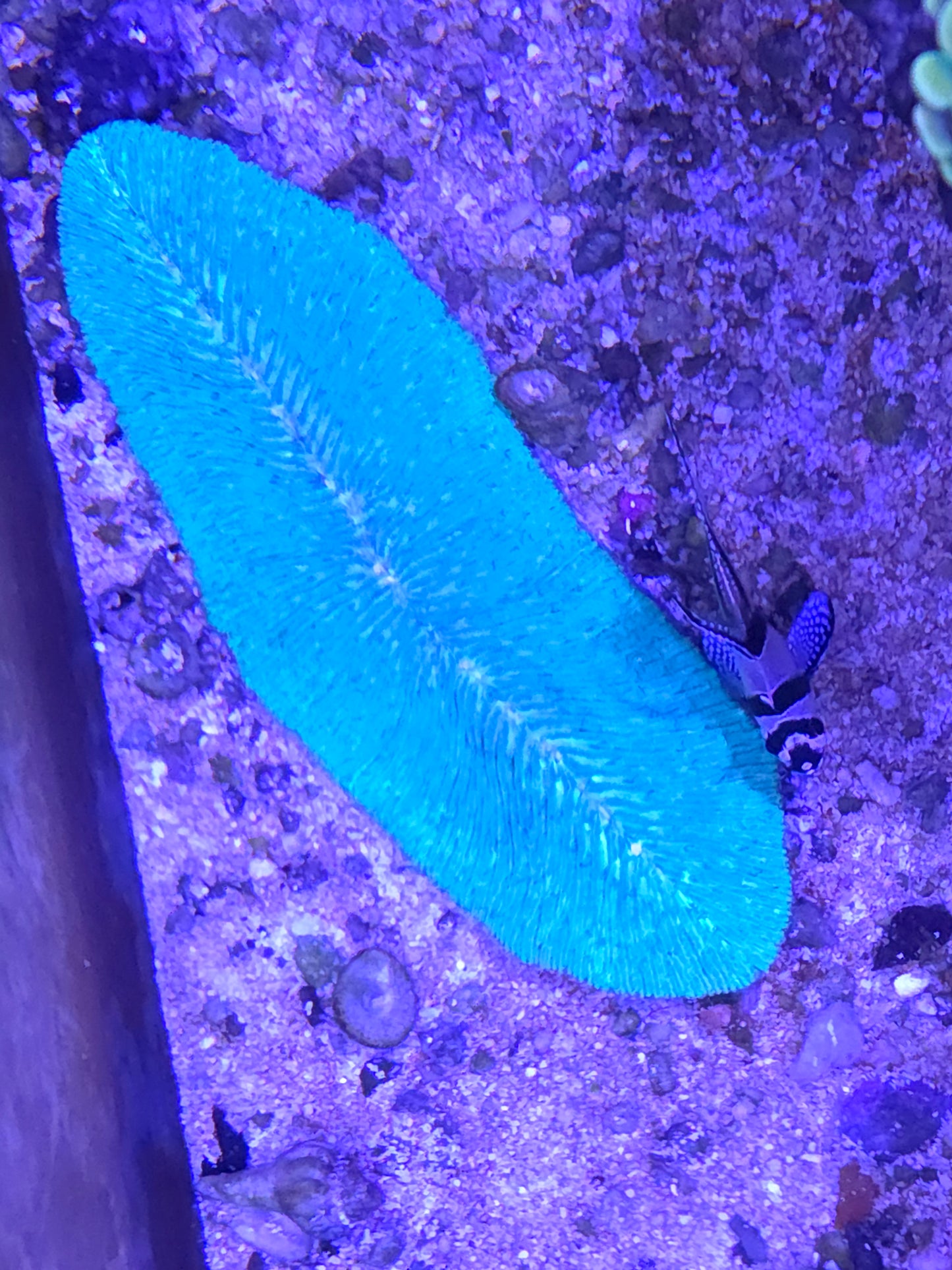 Tongue Coral