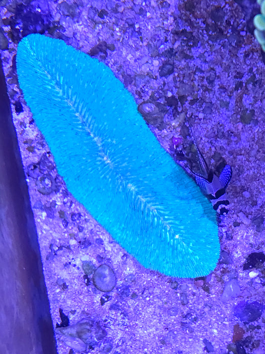 Tongue Coral