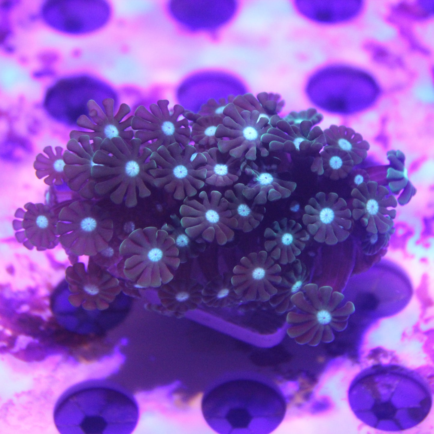 Branching Alveopora