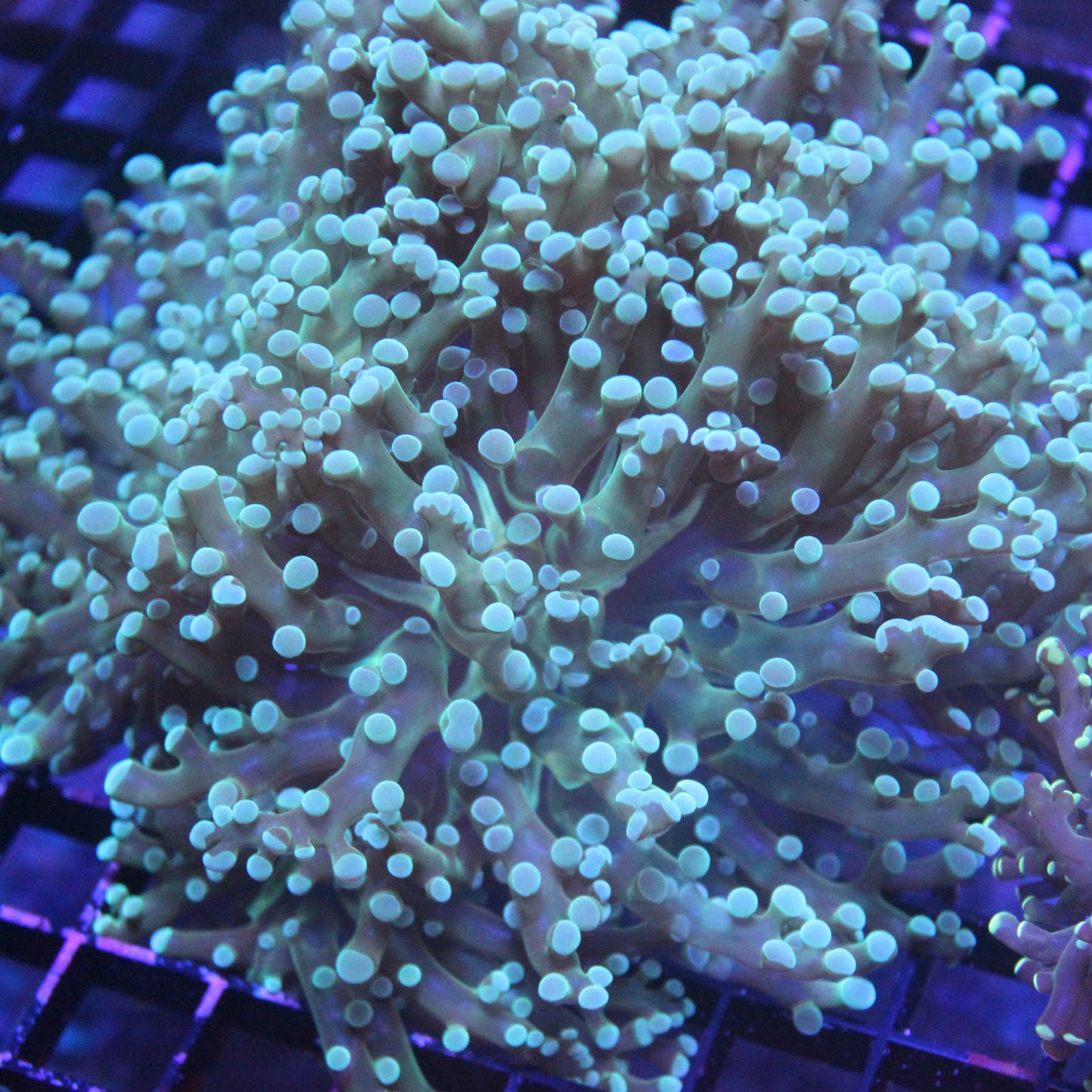 ULTRA Green/Teal Frogspawn
