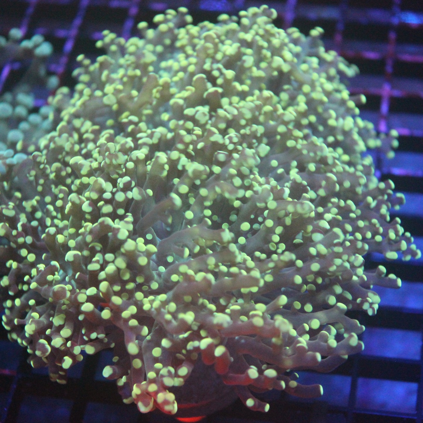 Yellow Frogspawn